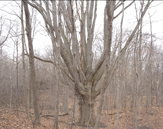 MMJC Documentary: The Forest Capital